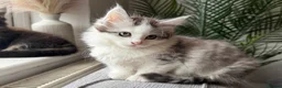 Maine Coon cats for sale: Beautiful half Maine coon kittens available  - Advert 13