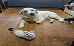 Mixed Breed cats for sale: Fluffy kittens looking for a family  - Image 4