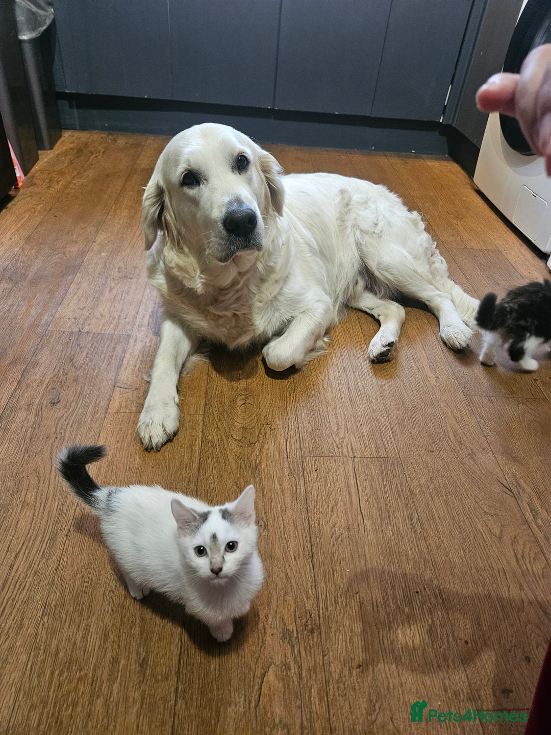 Mixed Breed cats for sale: Fluffy kittens looking for a family  - Image 4