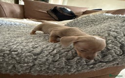Miniature Dachshund dogs for sale: Miniature daschund puppies - Image 31