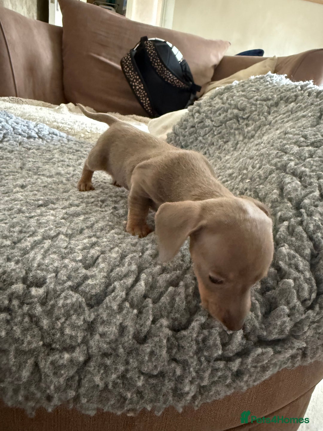Miniature Dachshund dogs for sale: Miniature daschund puppies - Image 31