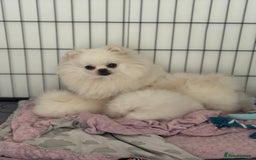 Pomeranian dogs for sale: Boy left! High quality KC reg from imported lines - Image 10