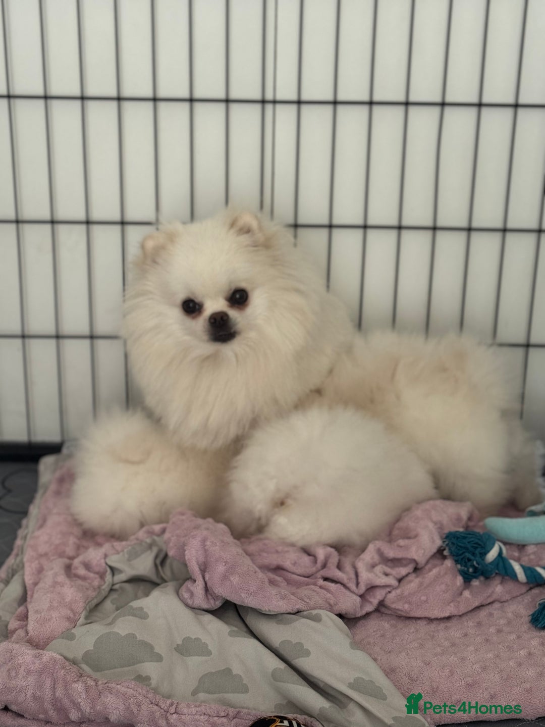 Pomeranian dogs for sale: Boy left! High quality KC reg from imported lines - Image 10
