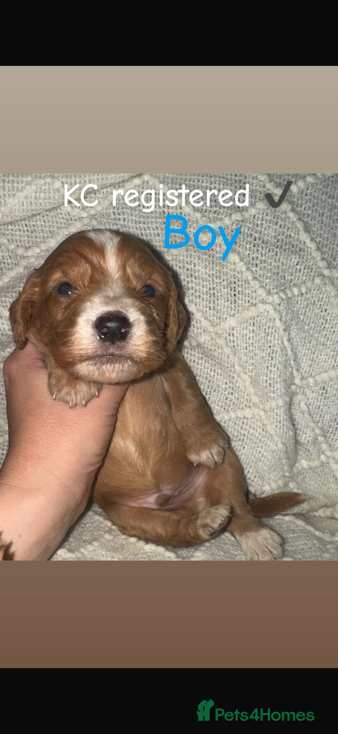 Cocker Spaniel dogs for sale: Cocker spaniels  - Image 17