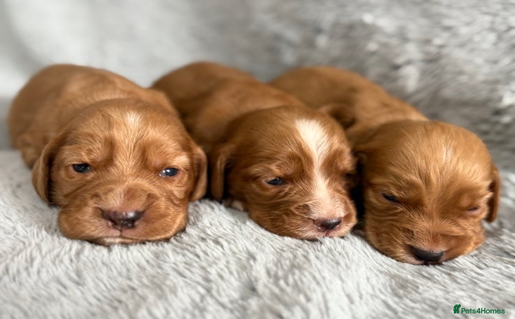 Cocker Spaniel dogs - Advert 7