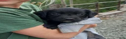 Springador dogs for sale: Springador puppies for Sale in Welshpool - Advert 6