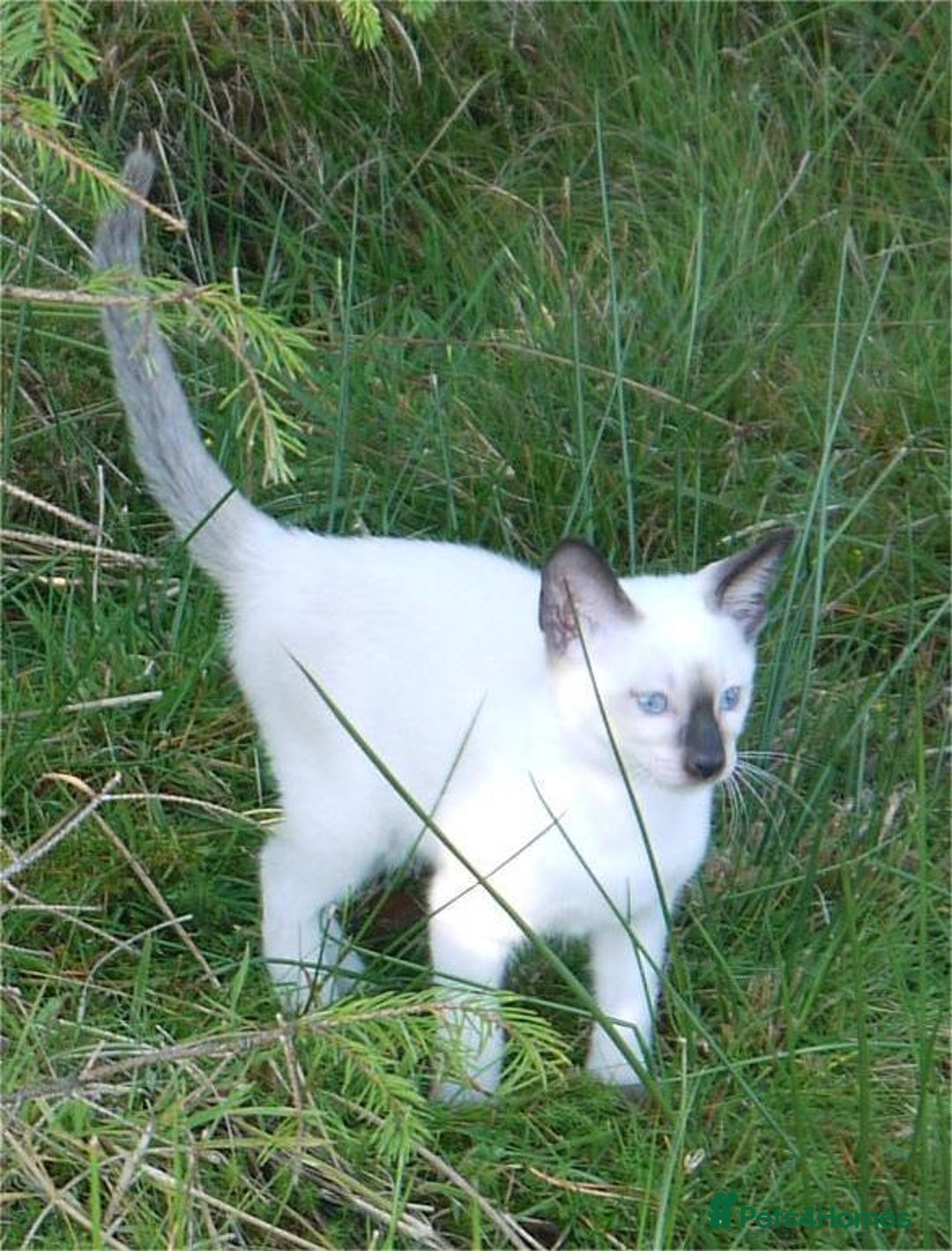 Siamese cats for sale: Siamese Kittens - Image 18