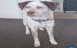 Mixed Breed dogs for sale: Male Dalmatian / husky dog  - Image 3
