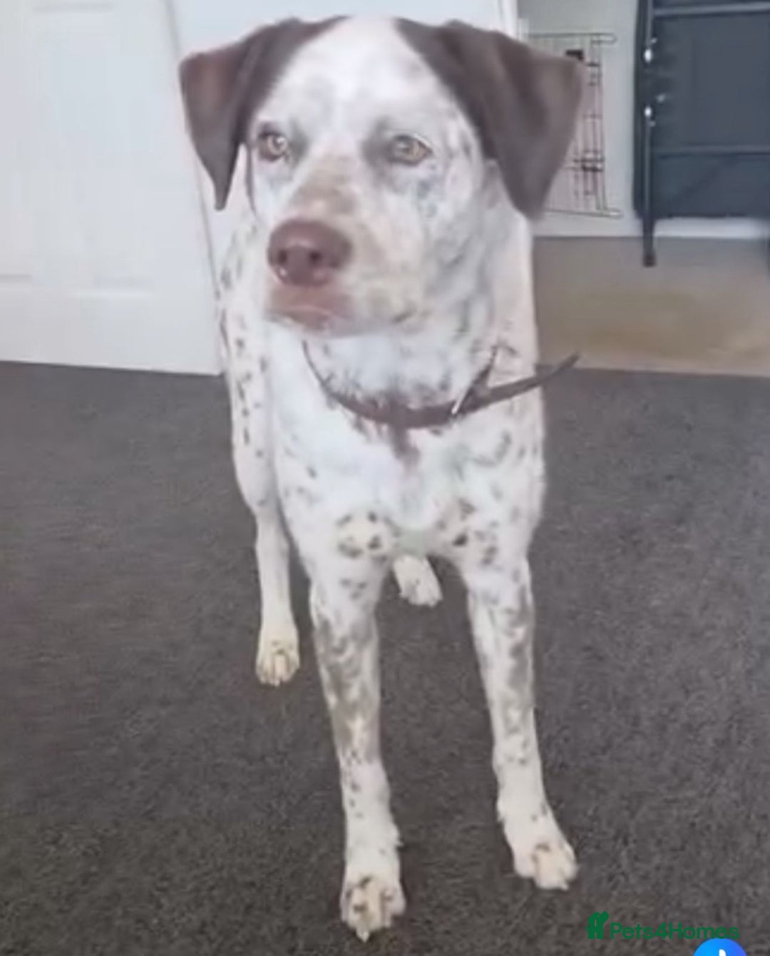 Mixed Breed dogs for sale: Male Dalmatian / husky dog  - Image 3