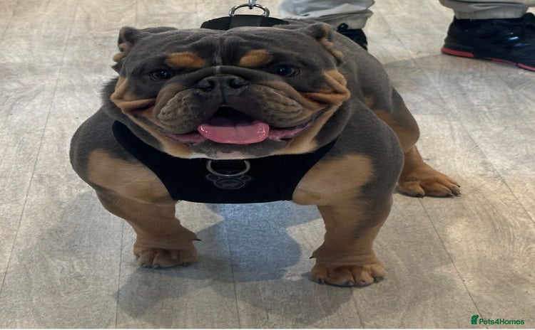 English Bulldog dogs - Advert 5