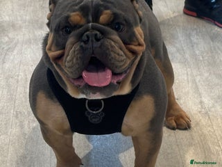 English Bulldog dogs - Advert 7