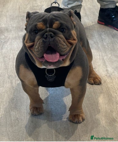 English Bulldog dogs - Advert 1