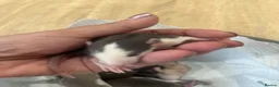 Rat rodents for sale: Baby Dumbo Rats - Advert 3