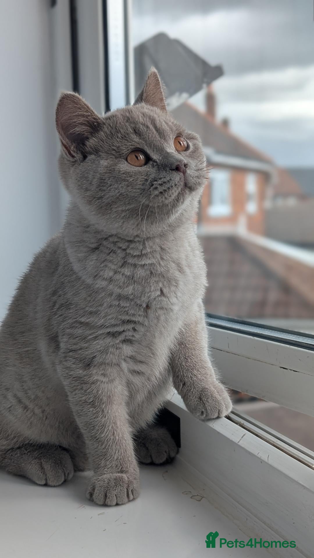 British Shorthair cats Only one boy remaining 💥🔥 - Advert 2