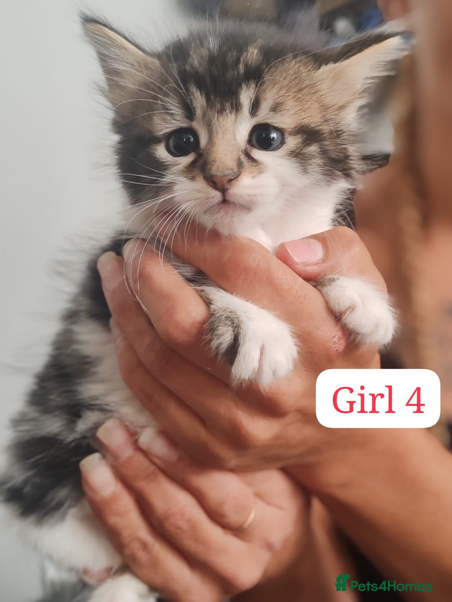 Mixed Breed cats 5 kittens  - Advert 2