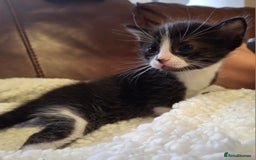 Ragdoll cats for sale: Ragdoll x BSH kittens (individually priced) - Image 22
