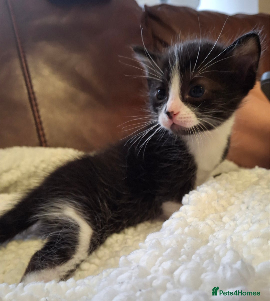 Ragdoll cats for sale: Ragdoll x BSH kittens (individually priced) - Image 22