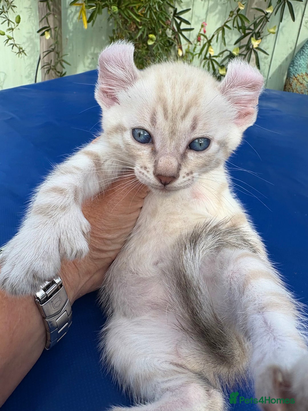 Keetso cats for sale: Gob smacking curled eared polydactyl male  - Image 13