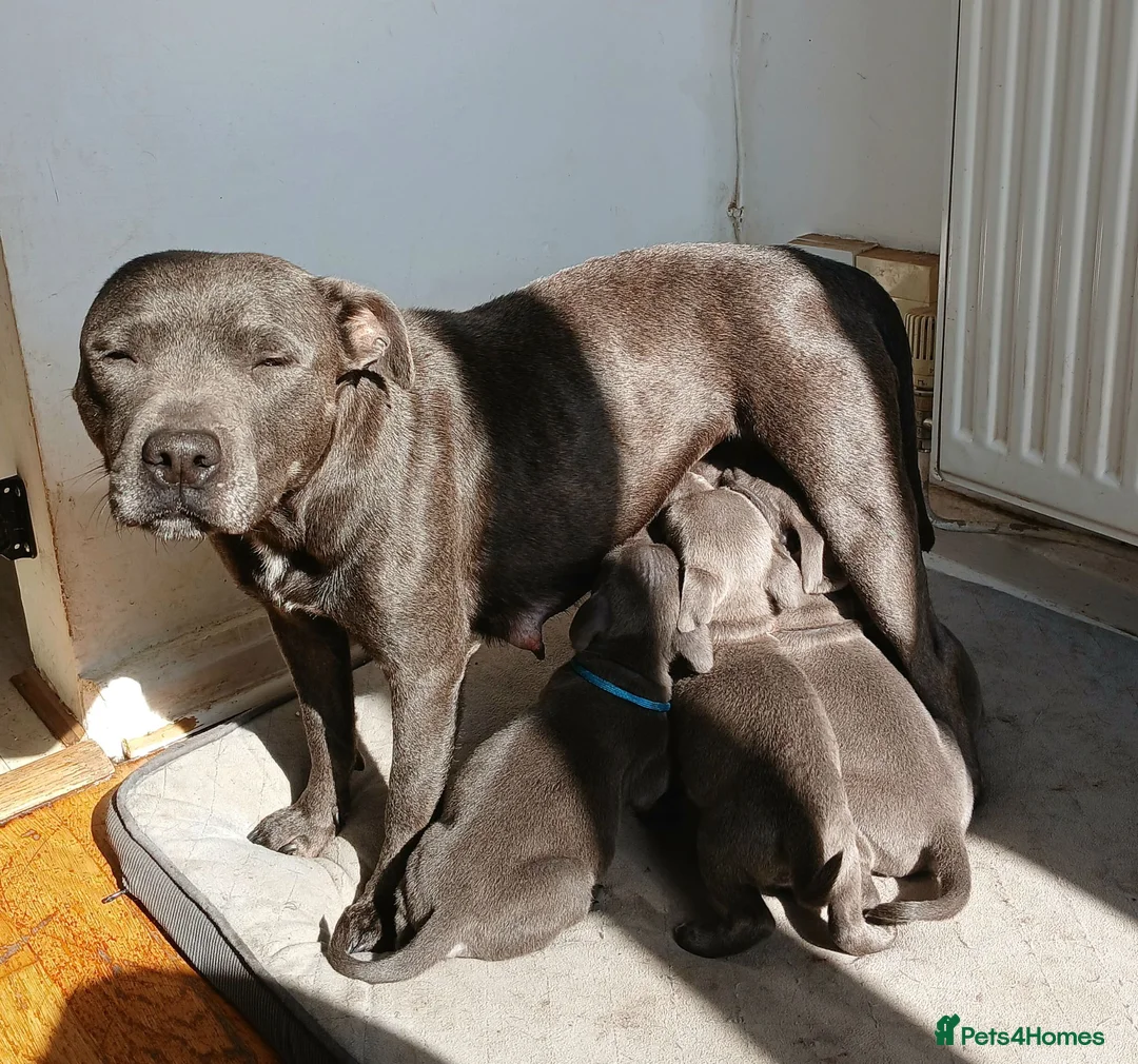 Staffordshire Bull Terrier dogs for sale: Blue staff puppies kc reg - Advert 1