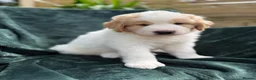 Mixed Breed dogs for sale: Golden Doodle X Pyrenees Puppies Ready next week.  - Advert 33