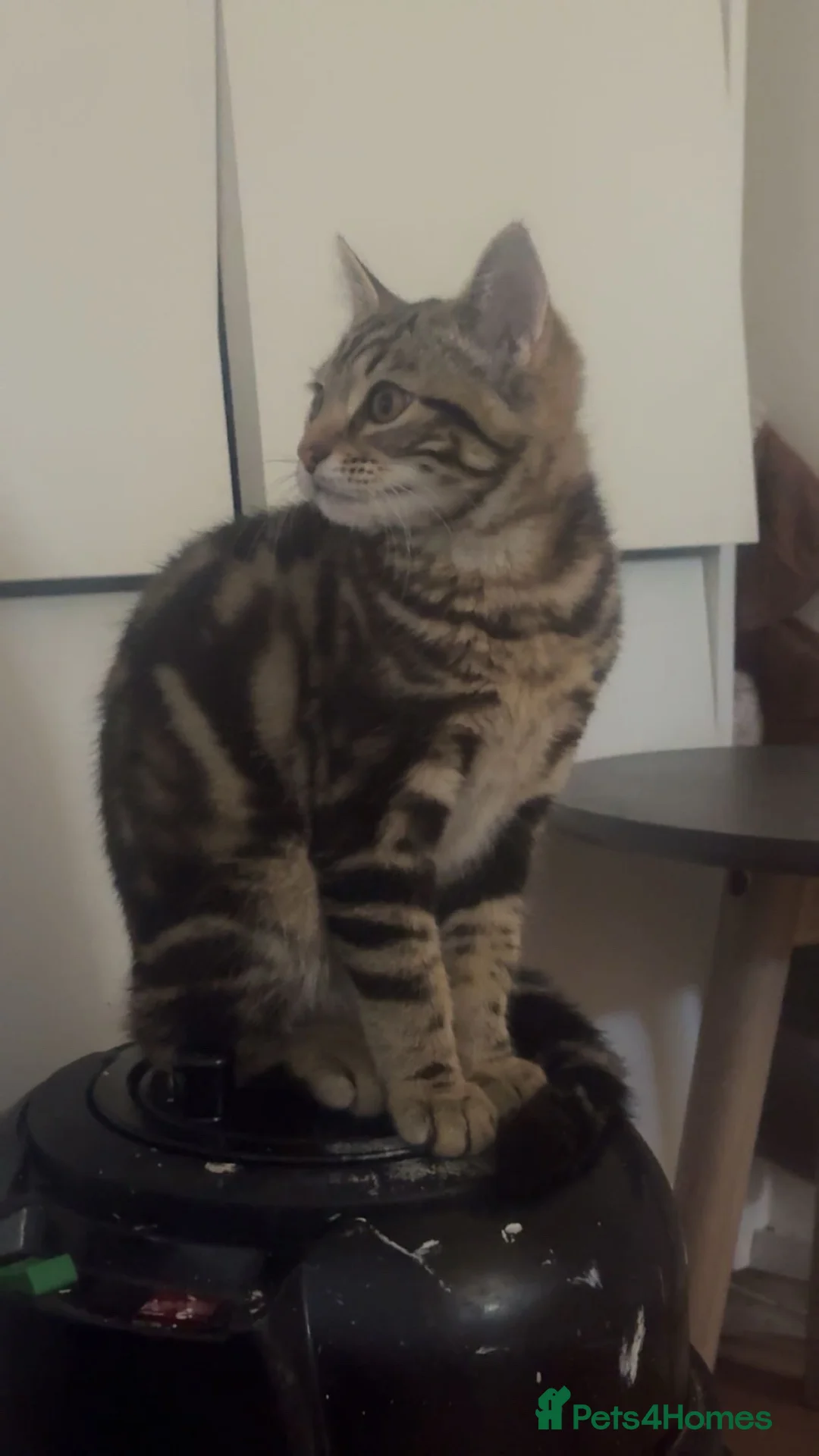 Domestic Shorthair cats for sale: Domestic short hair needs rehoming  - Advert 1
