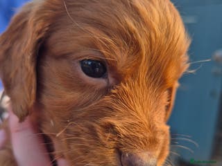 Cocker Spaniel dogs Superb pup - Advert 9