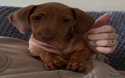 Miniature Dachshund dogs for sale: Miniature dachshund puppy - Image 4
