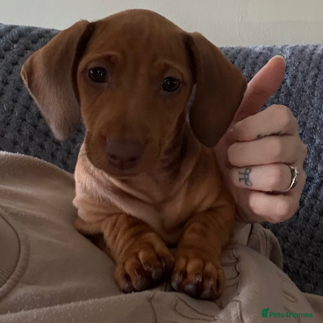 Miniature Dachshund dogs for sale: Miniature dachshund puppy - Image 4