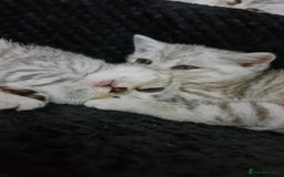 British Shorthair cats for sale: Beautiful BSH X SF || READY NOW ❗️❗️ - Image 6