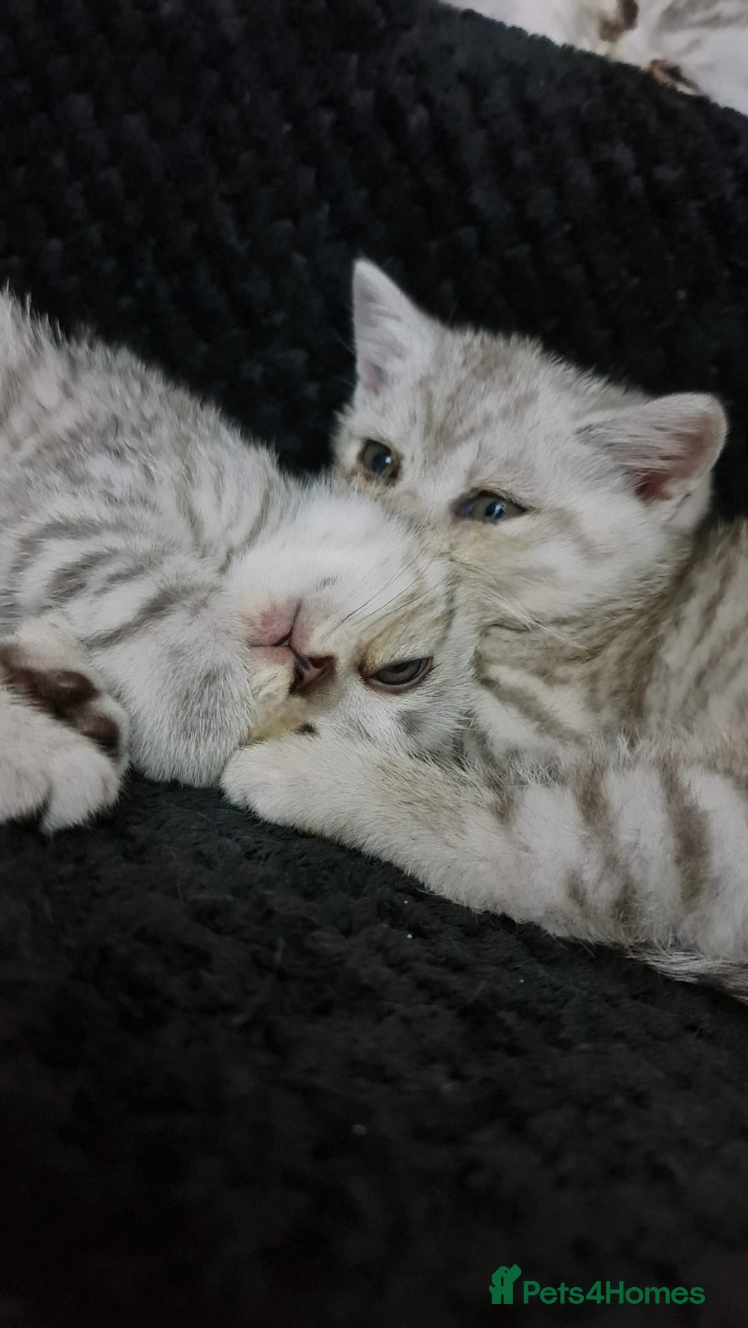 British Shorthair cats for sale: Beautiful BSH X SF || READY NOW ❗️❗️ - Image 6