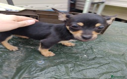 Mixed Breed dogs for sale: 5 beautiful jackchi puppies - Image 5