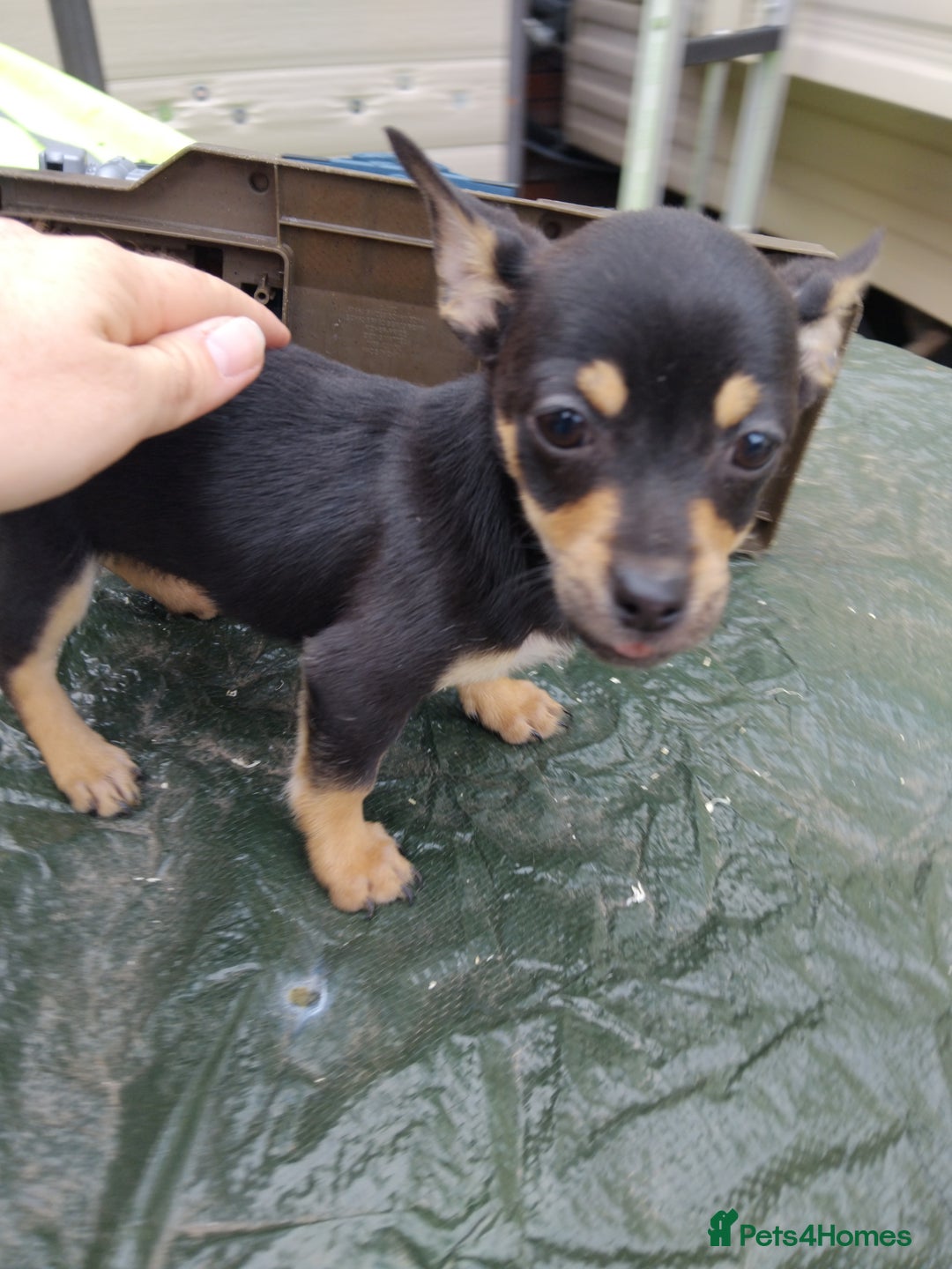 Mixed Breed dogs for sale: 5 beautiful jackchi puppies - Image 5