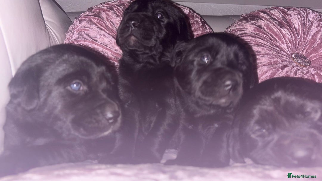 Goldador dogs for sale: Gorgeous Black Goldador Pups - Advert 6