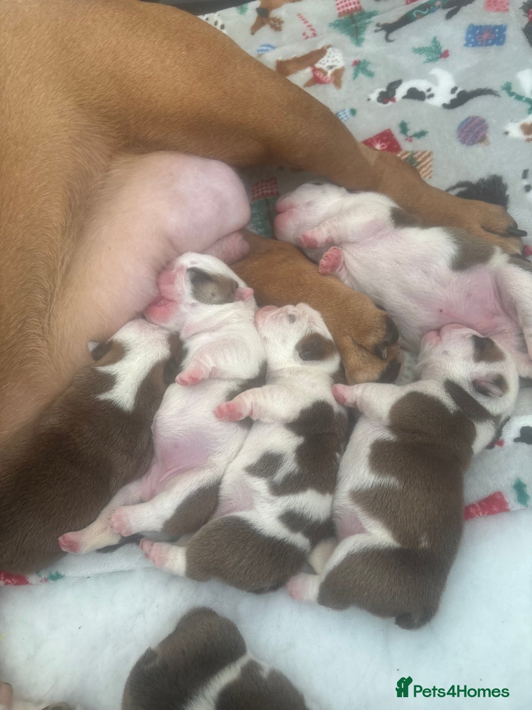 English Bulldog dogs for sale: Stunning English bulldog puppies  - Advert 34