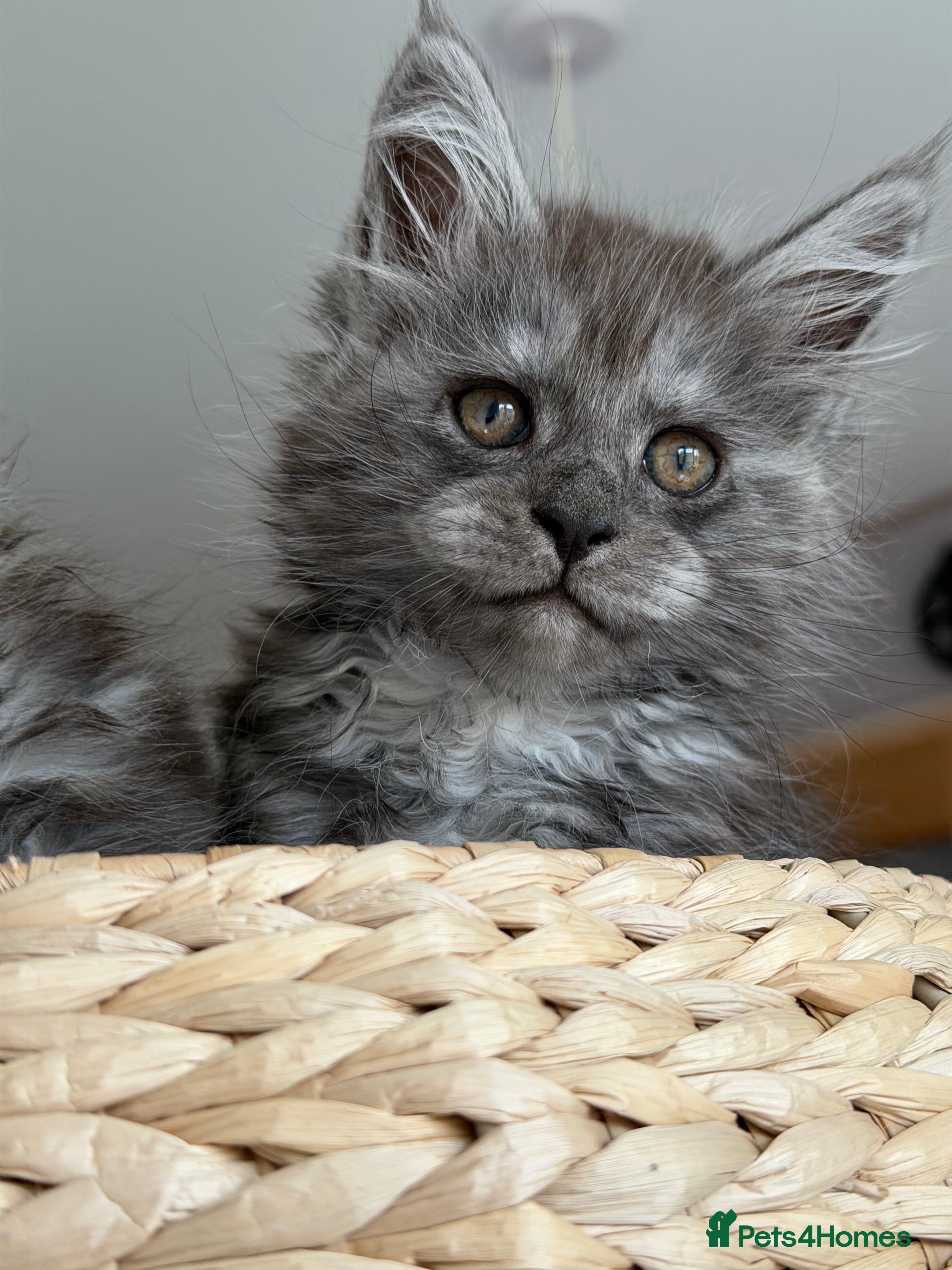 Maine Coon cats Adorable Maine Coon Kittens  - Advert 12