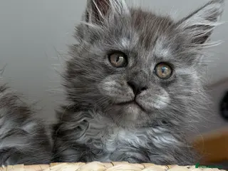 Maine Coon cats Adorable Maine Coon Kittens - Advert 3