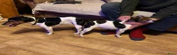 Jack Russell dogs for stud:  Miniature Jack Russell STUD & DNA Health Tested - Advert 10