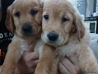 Golden Retriever dogs Ready to leave Chunky KC golden retriever - Advert 5