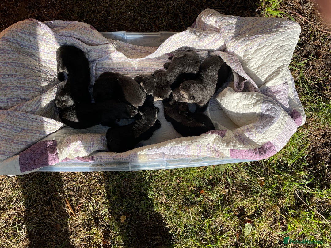 German Shepherd dogs for sale: German Shepherd pups - Image 2