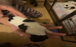 Jack Russell dogs for sale: Beautiful jack Russell terrier puppies  - Image 13