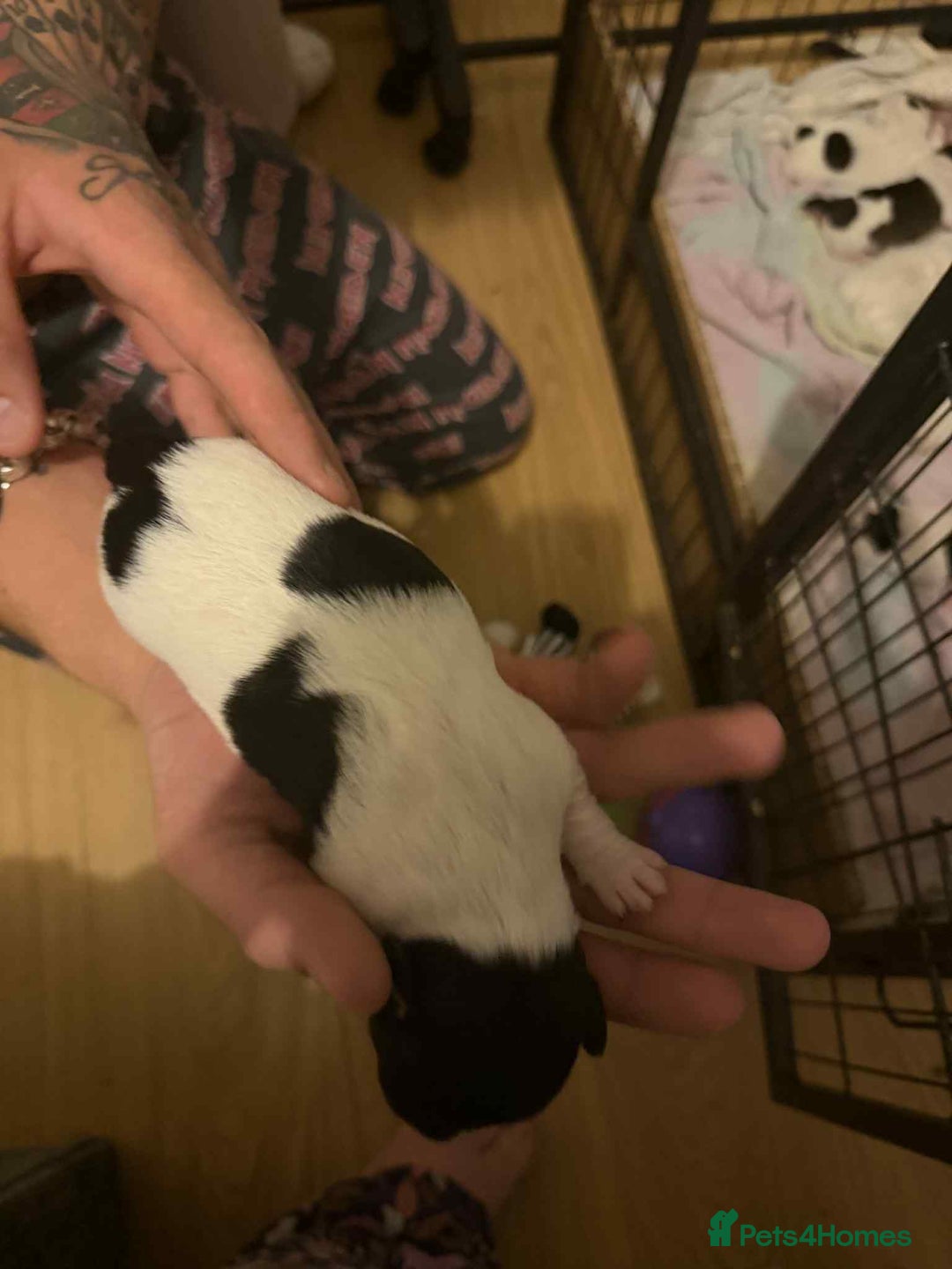 Jack Russell dogs for sale: Beautiful jack Russell terrier puppies  - Image 13