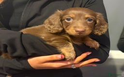 Miniature Dachshund dogs for sale: 👻🎃Miniature long coat Dachshunds 🎃👻 - Image 4