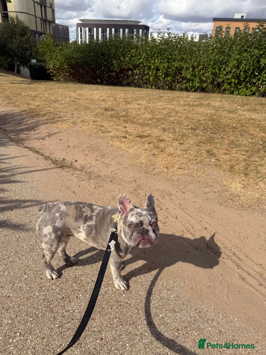 French Bulldog dogs for sale: French Bulldog 8 months old in Telford - Advert 2