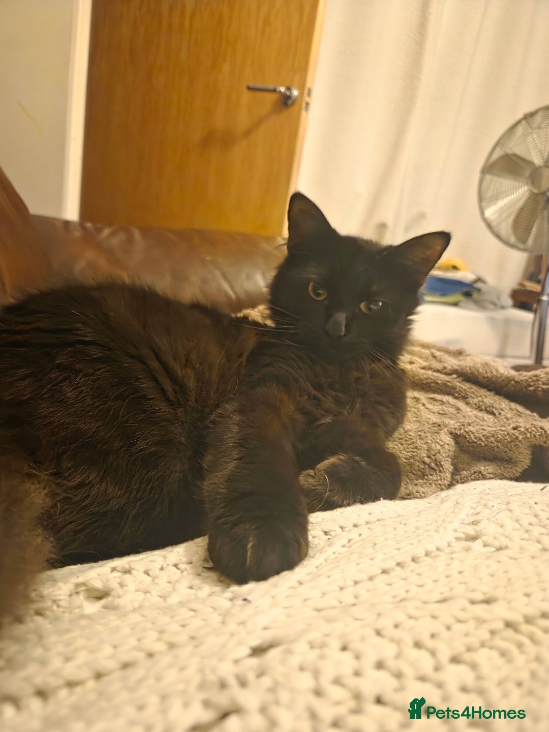 British Longhair cats for sale: Home Wanted for Sibling Cats, Indie & Ingrid - Advert 2