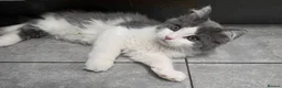Maine Coon cats for sale: Maincoon Ragdoll Kitten Ready for loving home - Advert 9