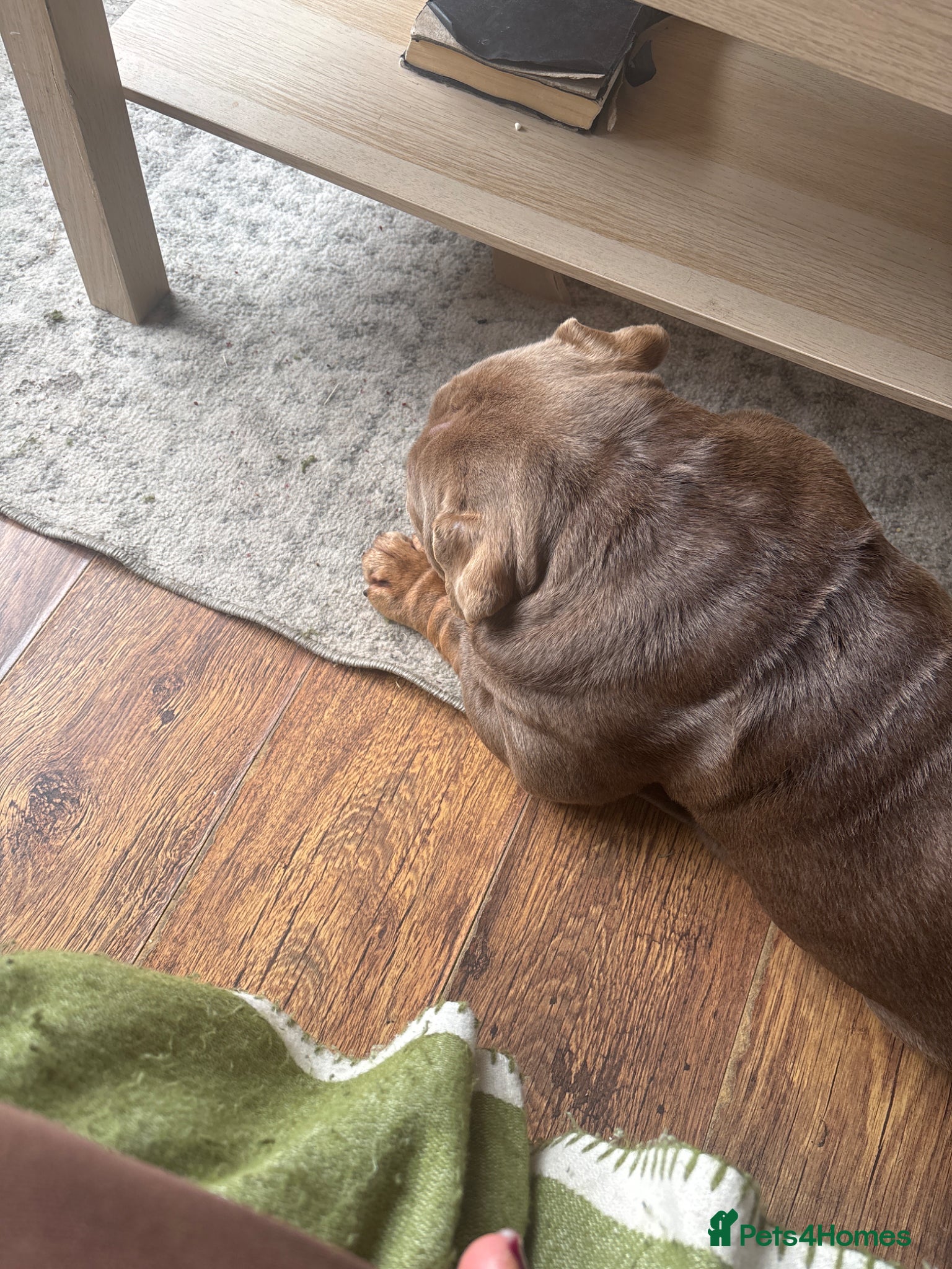 English Bulldog dogs for sale: English bulldog needs forever home - Advert 3