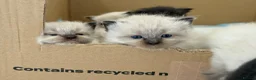 Mixed Breed cats for sale: Ragdoll & British Longhair Mix Kittens - Advert 7