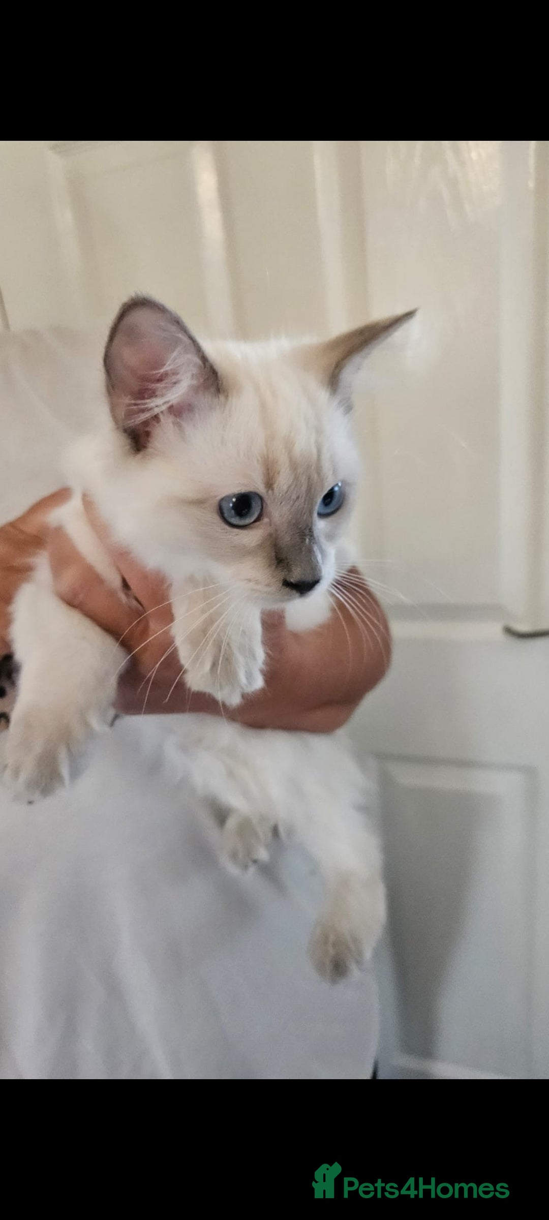 Ragdoll cats for sale: Ragdoll female kitten 16 weeks old - Image 2