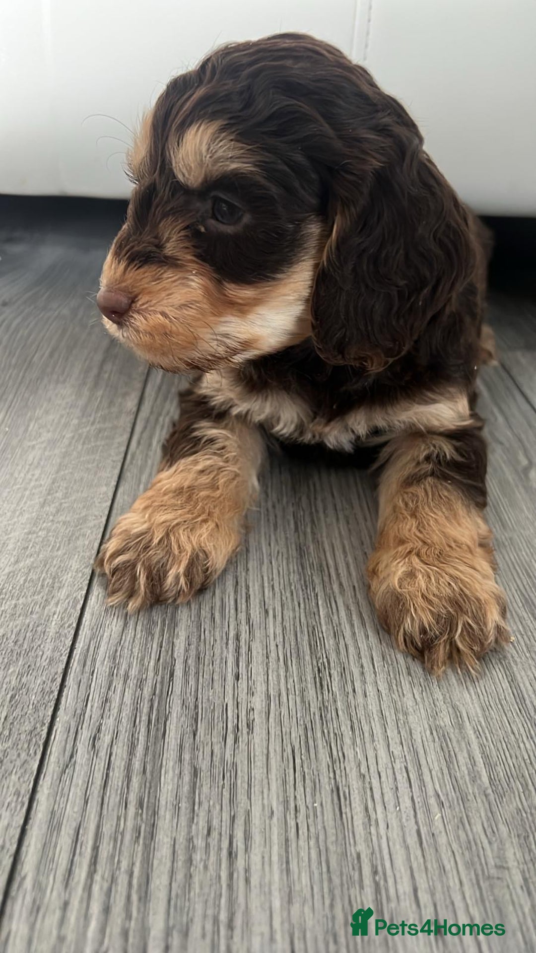 Cockapoo dogs for sale: Cocker poo puppies for sale  - Advert 4