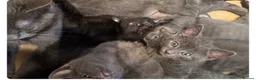 British Shorthair cats for sale: 2 adorable Grey 9 week old male kittens - Advert 9
